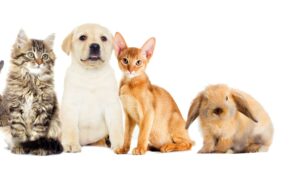 animal de compagnie