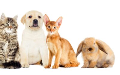 Comment choisir une assurance pour votre animal de compagnie?